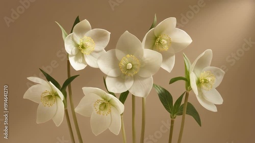 Beautiful White Hellebore Flowers Blooming in Soft Light.