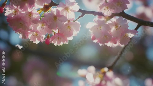 Cherry Blossom Petals Falling Gently in a Serene Spring Garden with Soft Sunlight.