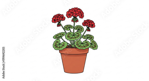 Vibrant red flowering plant in a terracotta pot with lush green leaves on white background for decoration