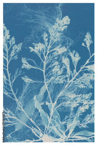 Photography Seaweed Cyanotype Botanical Print