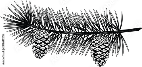 Hand drawn pine branch with two cones isolated on white background, detailed evergreen botanical illustration, vintage engraving style nature element for 