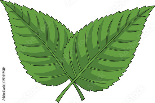 Pair of Green Leaves with Serrated Edges and Detailed Veins for Botanical Branding Herbal Medicine Natural Health Products and Environmentally Friendly Graphic Design