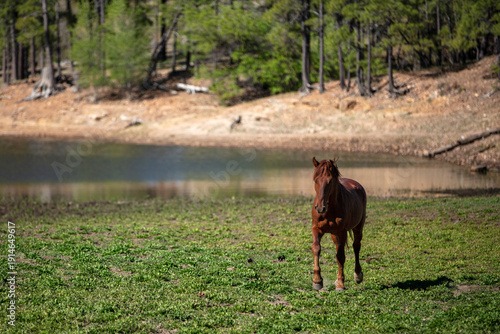 Chestnut Sorrel wild horse stallion by Black Canyon Lake in the Apache Sitgreaves National Forest near Heber Arizona United States