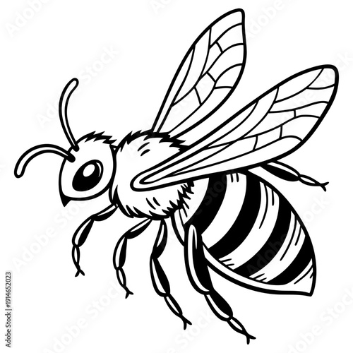 A black and white drawing of a bee with its wings spread out