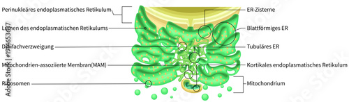 Endoplasmic Reticulum Structure with Ribosomes and Mitochondria German