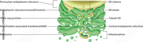 Endoplasmic Reticulum Structure with Ribosomes and Mitochondria English