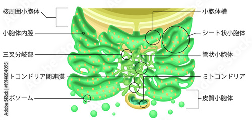 Endoplasmic Reticulum Structure with Ribosomes and Mitochondria Japanese