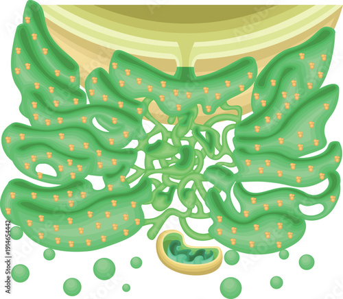 Endoplasmic Reticulum Structure with Ribosomes and Mitochondria