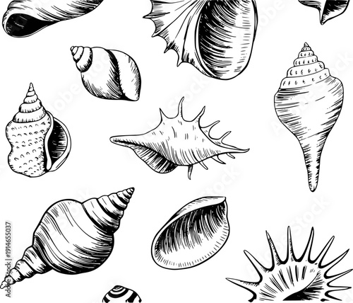 Vintage Hand Drawn Collection of Various Seashells White Background marine ocean