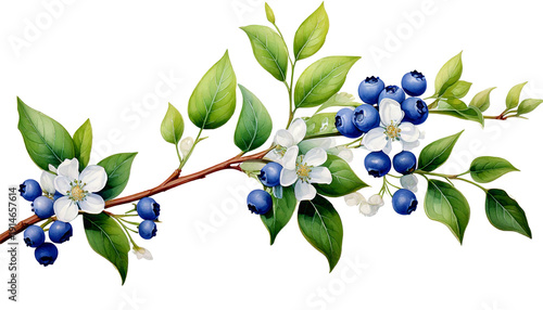 Watercolor Blueberry Branch with White Blossoms and Green Leaves