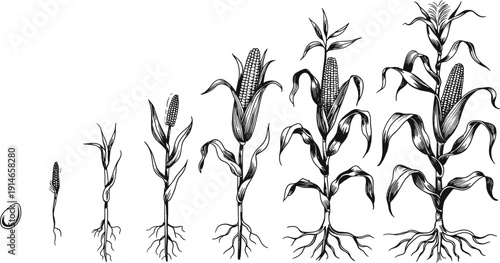 Corn growth stages from seed to mature plant, maize lifecycle illustration for agriculture education, farming infographic, vector set isolated