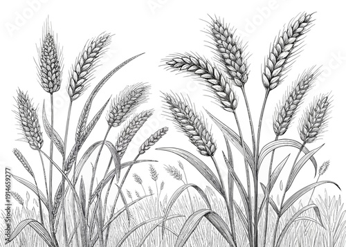 Detailed illustration of wheat stalks in a field