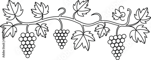 Hand drawn grape vine branch with leaves and grape clusters, vineyard botanical line art illustration vector set