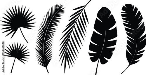 Tropical palm leaf silhouettes, monstera and banana leaves set, exotic jungle foliage, botanical vector illustration