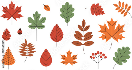 Autumn leaves collection with maple oak and fall foliage elements flat vector illustration isolated on white