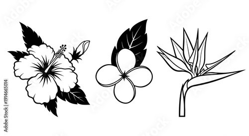 Three distinct tropical flowers in black and white line art.