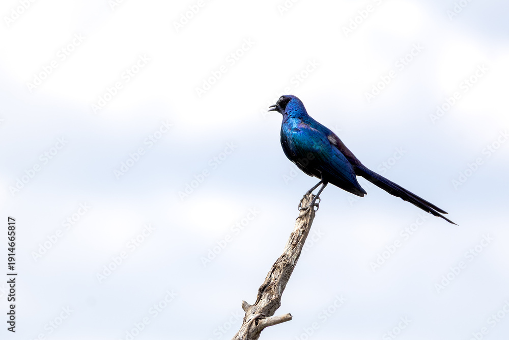 Fototapeta premium Blue Starling