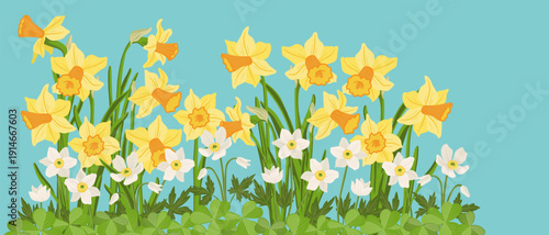 composition with spring flowers, yellow narcissus and white windflowers, vector drawing flowering wild plants at blue background, floral border, hand drawn botanical illustration