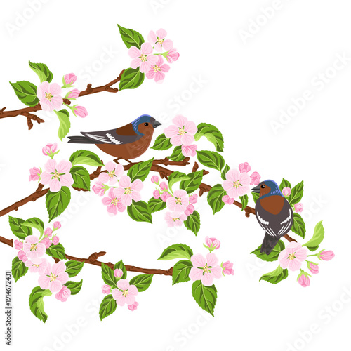 vector drawing bird, Eurasian chaffinch at spring flowering wild apple branch with pink flowers and green leaves, hand drawn wildlife illustration