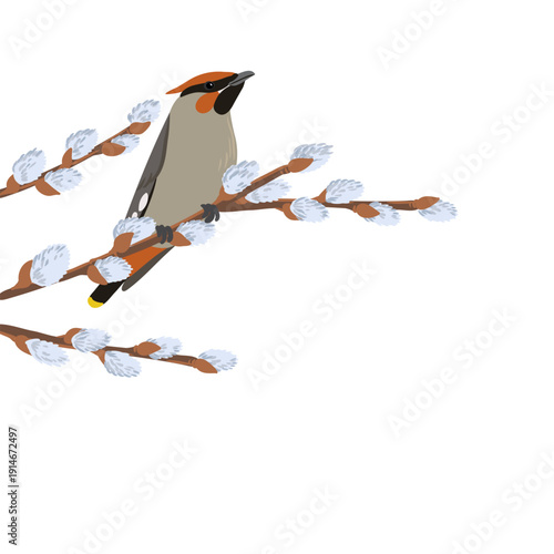 vector drawing bird, bohemian waxwing at spring flowering willow branch with catkins , hand drawn wildlife illustration