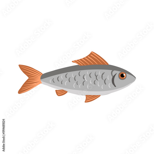 vector drawing rohu, Commercial fish isolated at white background, hand drawn illustration