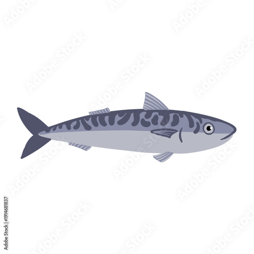 vector drawing Pacific mackerel, Commercial fish isolated at white background, hand drawn illustration
