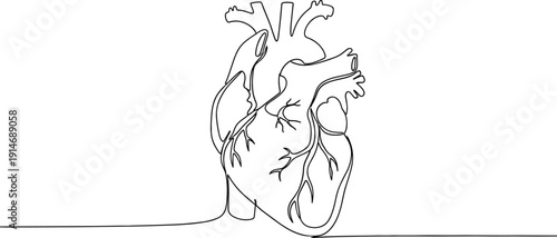 Continuous line drawing of a human heart representing cardiology medical education health awareness and anatomical science.