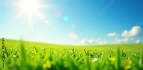 Sunlit spring meadow, blurred blue sky, vibrant green grass , blue sky, peaceful
