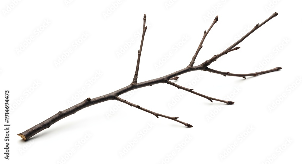 Fototapeta premium Single Bare Tree Branch with Small Buds Isolated on White Background