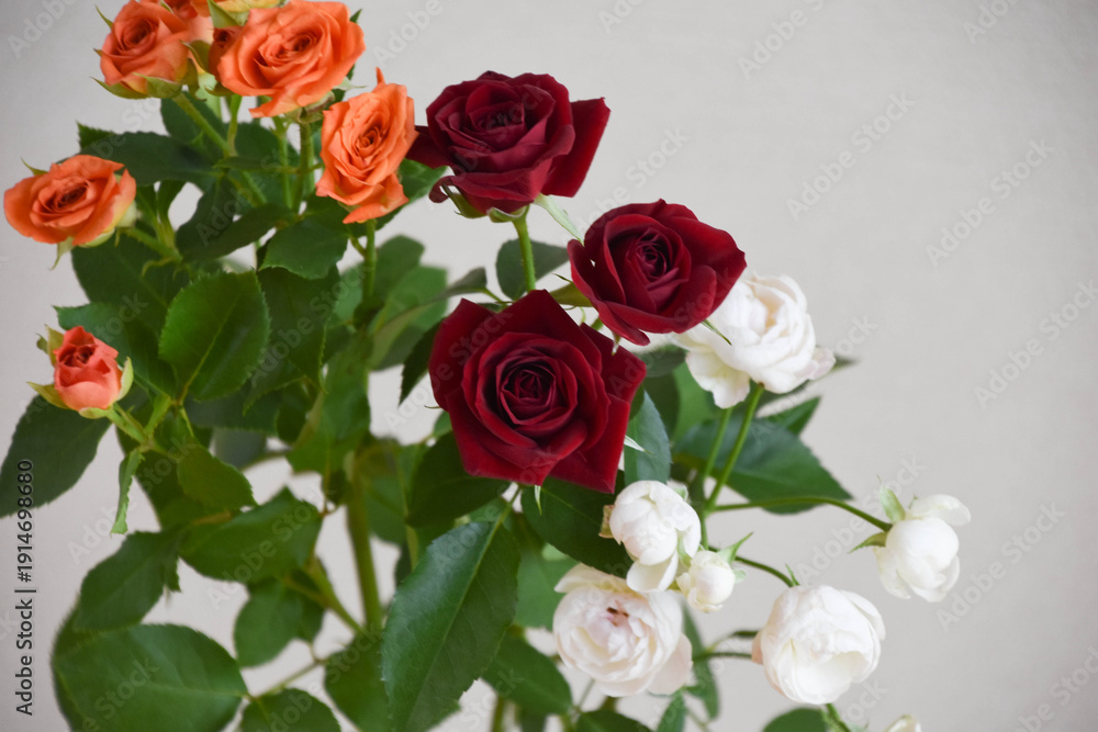 Obraz premium 三色のバラ