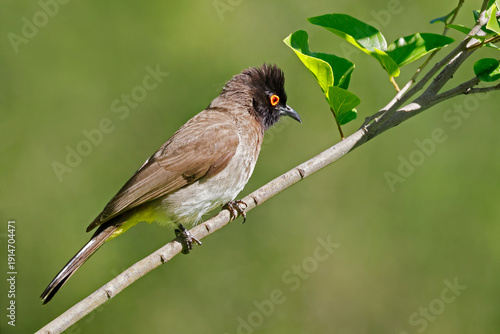 An African red-eyed bulbul (Pycnonotus nigricans) perched on a branch, South Africa