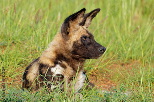Portrait of an African wild dog or painted hunting dog (Lycaon pictus), Madikwe game reserve, South Africa