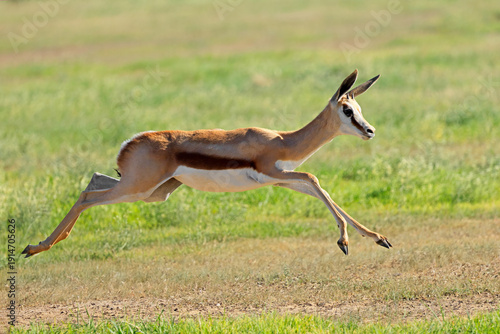 A springbok antelope running and jumping (Antidorcas marsupialis), Kalahari desert, South Africa