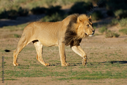 A big male African lion (Panthera leo) walking in early morning light, Kalahari desert, South Africa