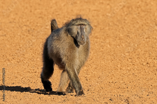 A big male chacma baboon (Papio ursinus) walking in natural habitat, Mokala National Park, South Africa
