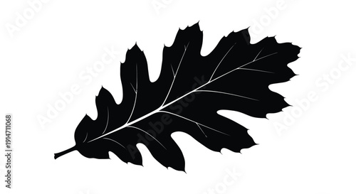A striking silhouette of a single oak leaf against a white background