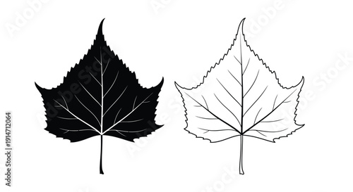 Two contrasting poplar leaves one dark one light in a simple illustration