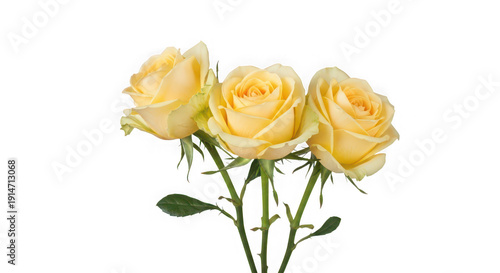 A bouquet of three beautiful yellow roses on transparent background