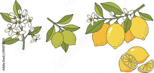 Illustration of lemons and flowers on branches with sliced lemons nearby showcasing citrus fruits and blossoms