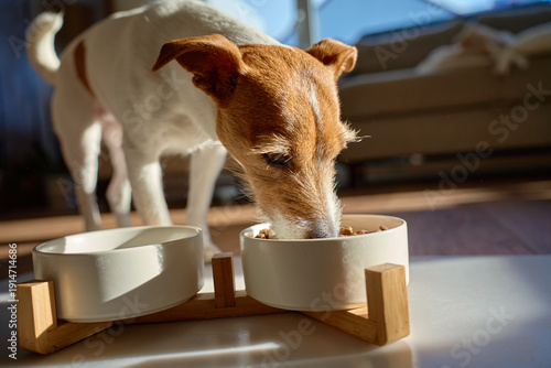 Wallpaper Mural Jack Russell terrier eating dry food from white bowl on floor in home interior. Hungry dog. Concept of pet care and feeding Torontodigital.ca