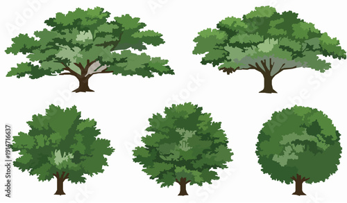 High Resolution Tree Canopy Collection on White Background Studio Style Vector Illustration