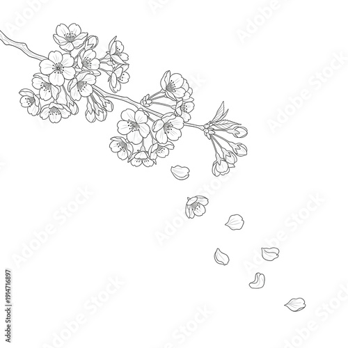 Delicate cherry blossom branch with falling petals in elegant line art