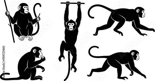 Set of various monkey silhouettes, including chimpanzee and ape in different poses like hanging, sitting, and walking, isolated on white background, vector,