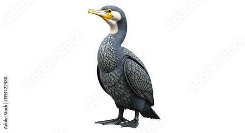 Cormorant Bird