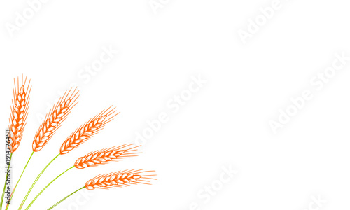 Wheat grain ears corner decoration with golden cereal stalks for agriculture harvest autumn farm organic natural food bakery background design illustration botanical element vector graphic