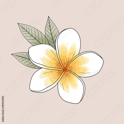 White Frangipani Flower