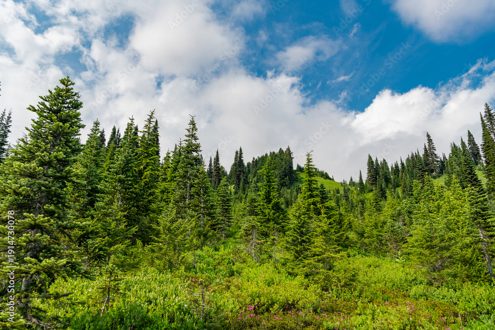 Fototapeta premium Green forest wood landscape in mountain. Nature of mixed forest. Landscape of scenery nature. Scenic landscape woodland. Hill landscape with forest. Nature mountain forest. Quiet hill country