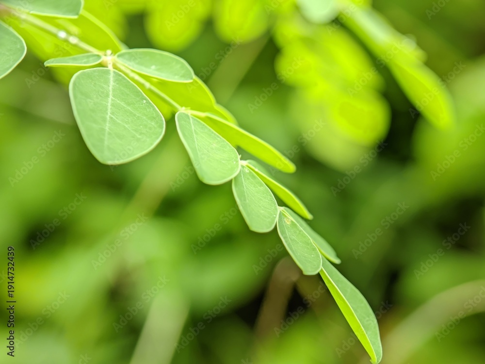Obraz premium Macro photo of the leaves of the Moringa plant or also called Moringa oleifera, with a smooth bright green background