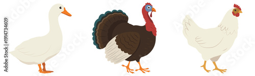 Farm birds collection - goose, turkey and chicken. Flat Vector illustration isolated on a white background