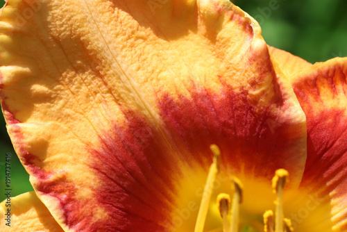 Close-up of a vivid flower featuring yellow petals and a red center, bathed i...